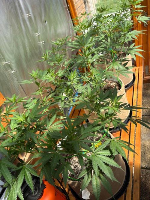 GrapeGod - Summer 2026. Week 15 - Greenhouse Back Bench - Day 100