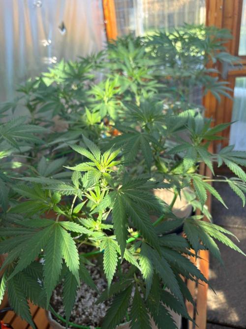 GrapeGod - Summer 2026. Week 15 - Greenhouse Back Bench - Day 100