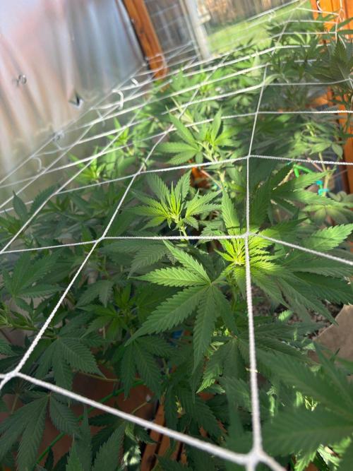 GrapeGod - Summer 2026. Week 15 - Greenhouse Back Bench - Day 103