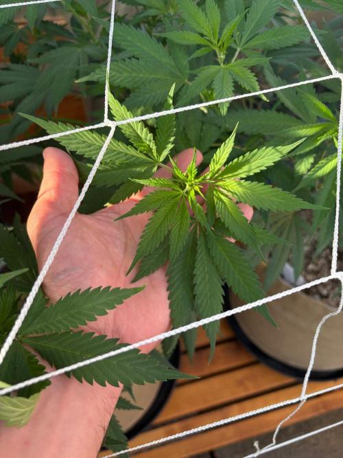 GrapeGod. Week 15