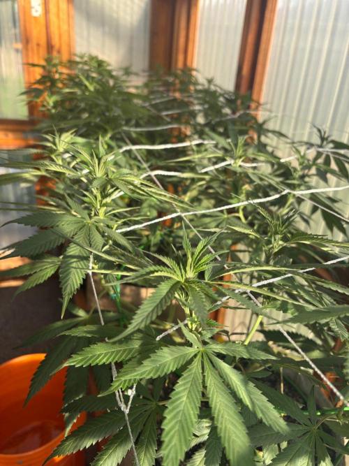 Blue Dynamite - Summer 2026. Week 16 - Greenhouse Front Bench - Day 108