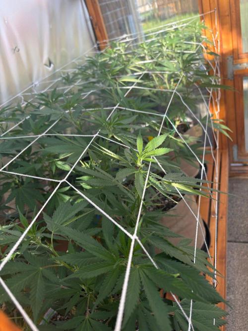 Blue Dynamite - Summer 2026. Week 16 - Greenhouse Back Bench - Day 108