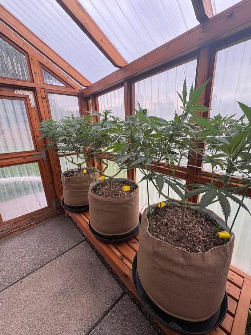 Blue Dynamite - Summer 2026. Week 16 - Greenhouse Front Bench - Day 109