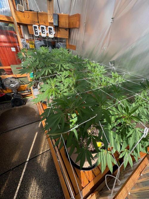 Blue Dynamite - Summer 2026. Week 16 - Greenhouse Back Bench - Day 111