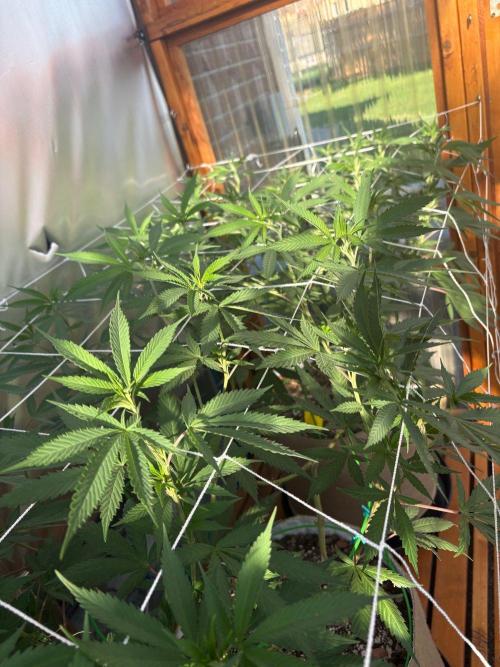 Blue Dynamite - Summer 2026. Week 16 - Greenhouse Back Bench - Day 111