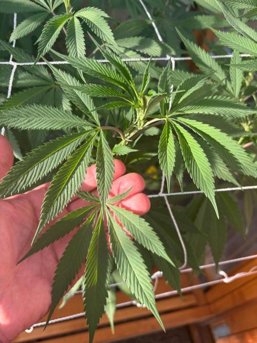 Blue Dynamite - Summer 2026. Week 16 - Blue Dynamite #2 - Day 111