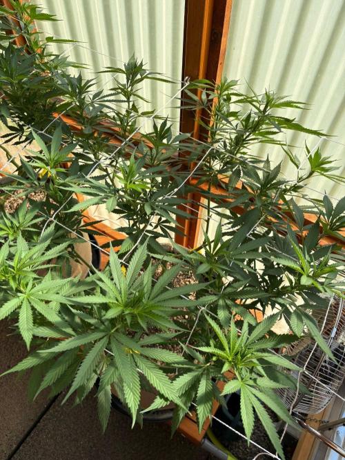 Blue Dynamite - Summer 2026. Week 16 - Blue Dynamite #3 - Day 112