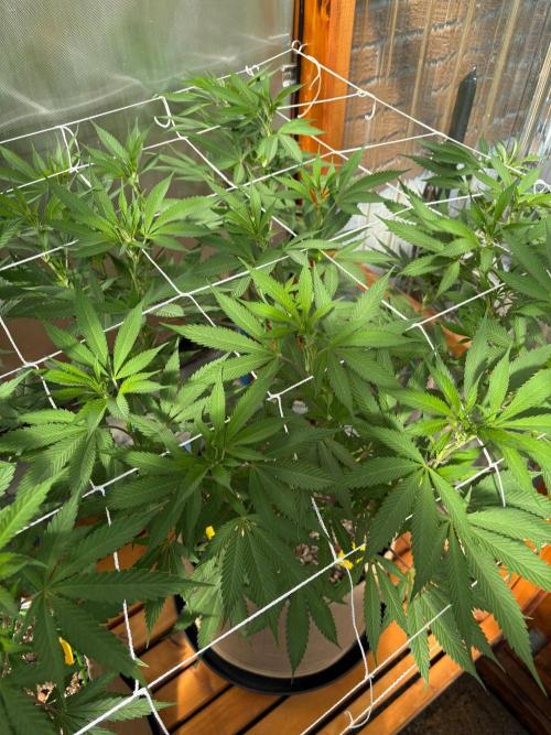 Blue Dynamite - Summer 2026. Week 16 - Blue Dynamite #1 - Day 112