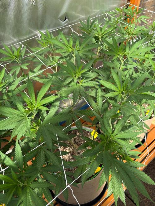 Blue Dynamite - Summer 2026. Week 16 - Blue Dynamite #2 - Day 112