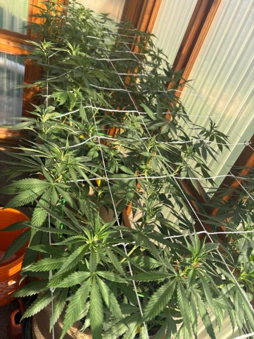 Purple Romulan - Summer 2026. Week 16 - Greenhouse Front Bench - Day 108