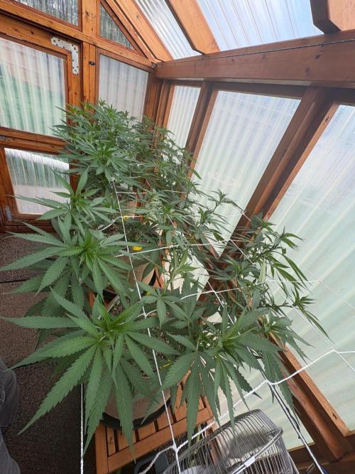 Purple Romulan - Summer 2026. Week 16 - Greenhouse Front Bench - Day 109
