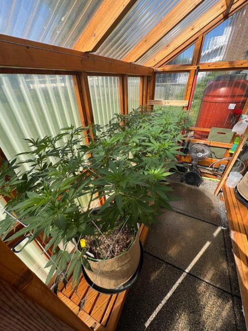 Purple Romulan - Summer 2026. Week 16 - Greenhouse Front Bench - Day 111