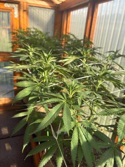 Purple Romulan - Summer 2026. Week 16 - Greenhouse Front Bench - Day 111