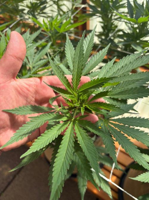 Purple Romulan - Summer 2026. Week 16 - Purple Romulan #2 - Day 111