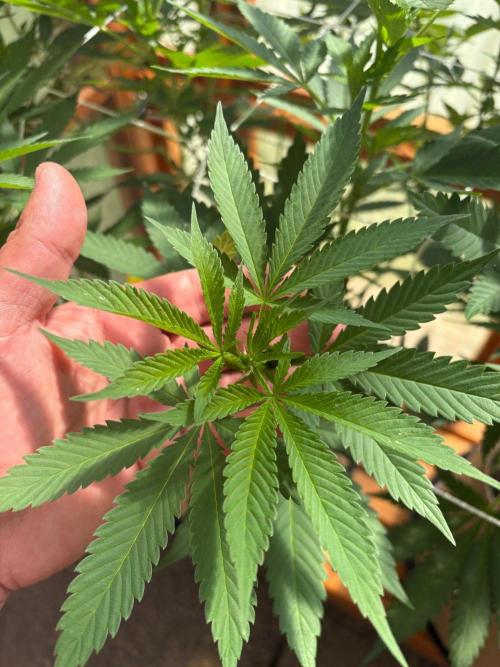Purple Romulan - Summer 2026. Week 16 - Purple Romulan #1 - Day 111