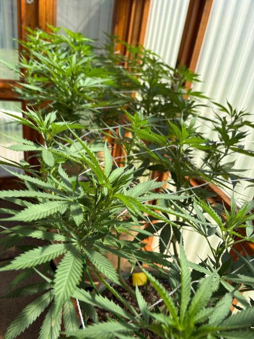Purple Romulan - Summer 2026. Week 16 - Greenhouse Front Bench - Day 112