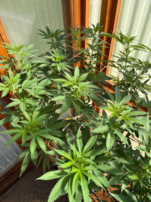 Purple Romulan - Summer 2026. Week 16 - Purple Romulan #1 - Day 112