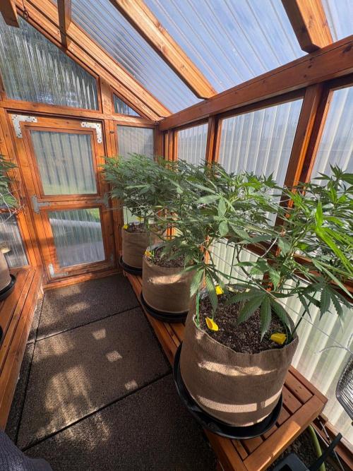 Purple Romulan - Summer 2026. Week 16 - Greenhouse Front Bench - Day 112