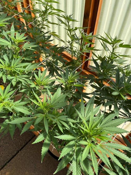 Purple Romulan - Summer 2026. Week 16 - Purple Romulan #2 - Day 112