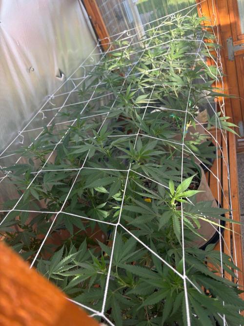 GrapeGod - Summer 2026. Week 16 - Greenhouse Back Bench - Day 108