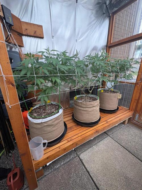 GrapeGod - Summer 2026. Week 16 - Greenhouse Back Bench - Day 109