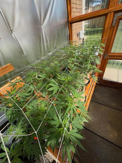 GrapeGod - Summer 2026. Week 16 - Greenhouse Back Bench - Day 111