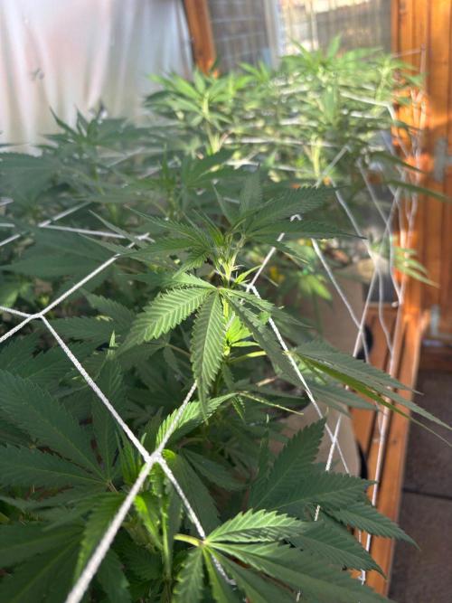 GrapeGod - Summer 2026. Week 16 - Greenhouse Back Bench - Day 111