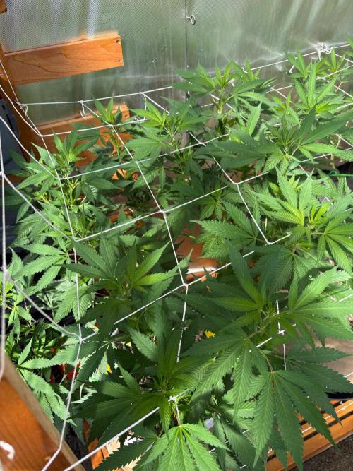 GrapeGod - Summer 2026. Week 16 - GrapeGod #1 - Day 112