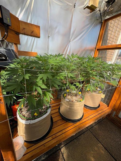 GrapeGod - Summer 2026. Week 16 - Greenhouse Back Bench - Day 112