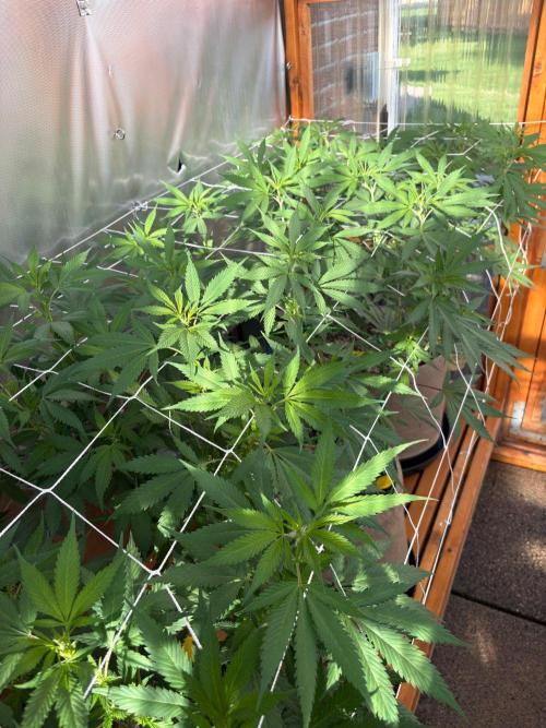 GrapeGod - Summer 2026. Week 16 - Greenhouse Back Bench - Day 112