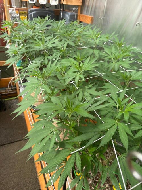 GrapeGod - Summer 2026. Week 17 - Greenhouse Back Bench - Day 113