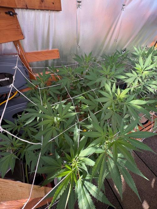 GrapeGod - Summer 2026. Week 17 - GrapeGod #1 - Day 113