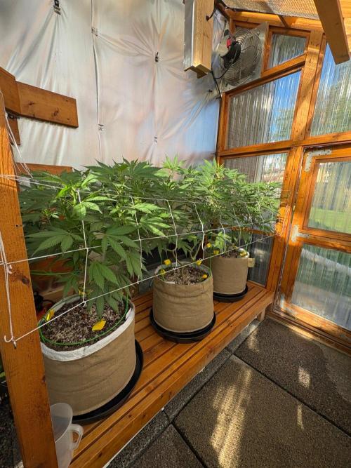 GrapeGod - Summer 2026. Week 17 - Greenhouse Back Bench - Day 113