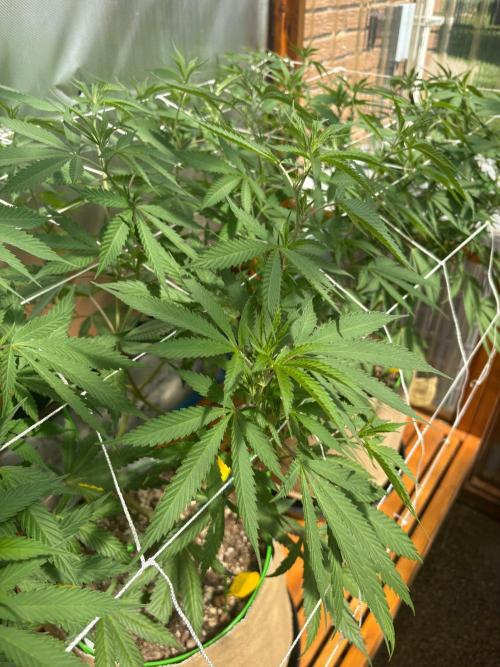 GrapeGod - Summer 2026. Week 17 - Greenhouse Back Bench - Day 115