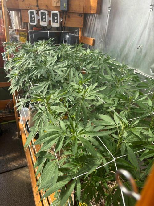 GrapeGod - Summer 2026. Week 17 - Greenhouse Back Bench - Day 115