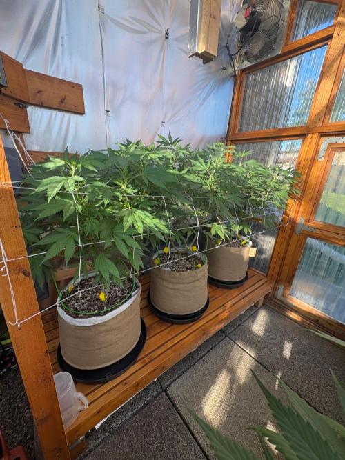 GrapeGod - Summer 2026. Week 17 - Greenhouse Back Bench Day 119