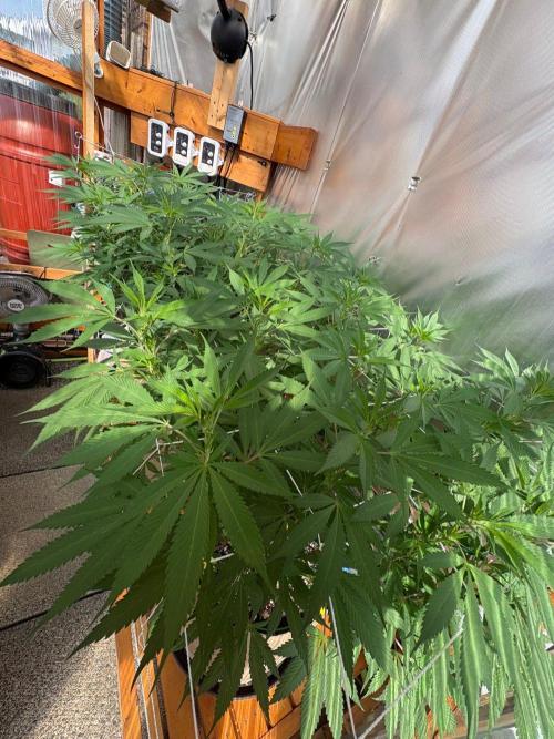GrapeGod - Summer 2026. Week 17 - Greenhouse Back Bench - Day 119