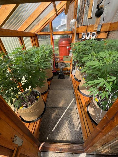 GrapeGod - Summer 2026. Week 17 - Greenhouse - Day 119