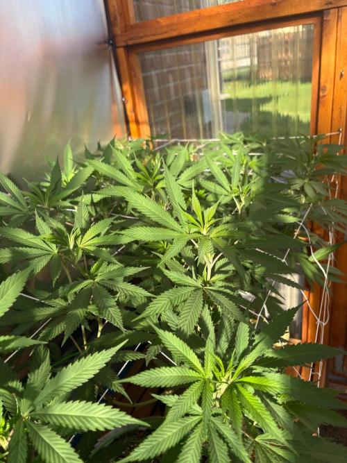 Blue Dynamite - Summer 2026. Week 17 - Greenhouse Back Bench - Day 114