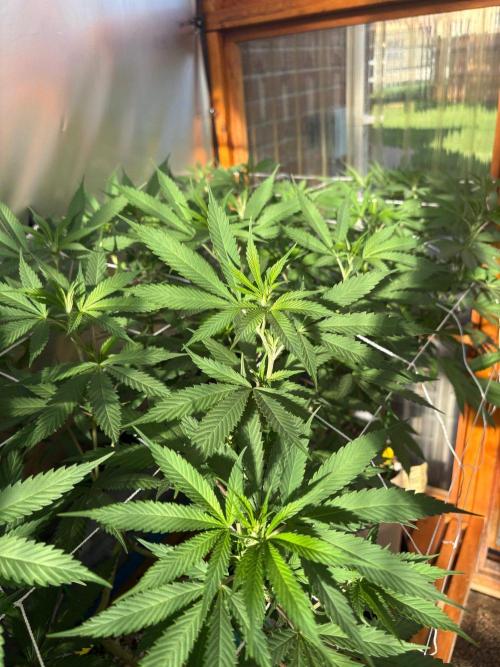 Blue Dynamite - Summer 2026. Week 17 - Greenhouse Back Bench - Day 114