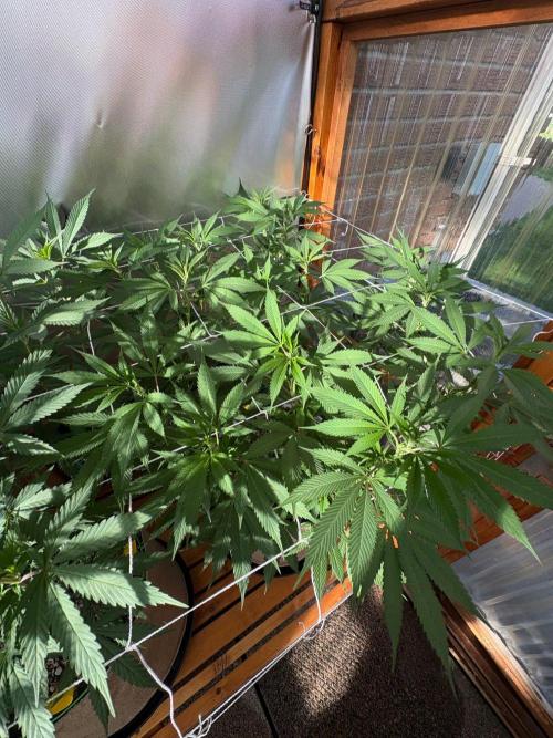 Blue Dynamite - Summer 2026. Week 17 - Blue Dynamite #1 - Day 114