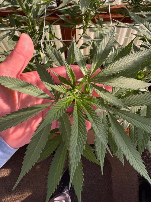 Blue Dynamite - Summer 2026. Week 17 - Blue Dynamite #3 - Day 114