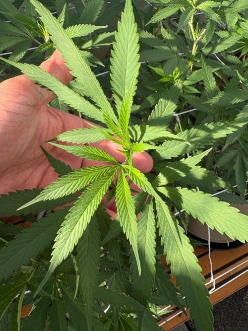 Blue Dynamite - Summer 2026. Week 17 - Blue Dynamite #1 - Day 114