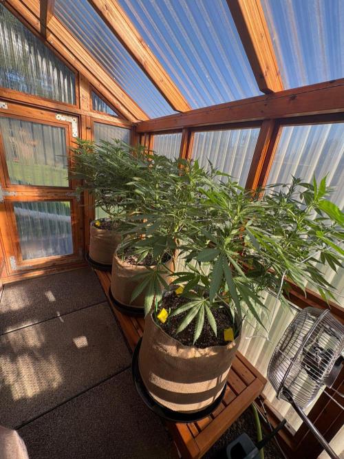 Blue Dynamite - Summer 2026. Week 17 - Greenhouse Front Bench - Day 119
