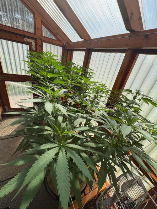 Blue Dynamite - Summer 2026. Week 17 - Greenhouse Front Bench - Day 119