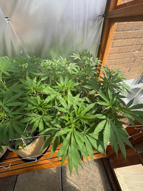 Blue Dynamite - Summer 2026. Week 17 - Blue Dynamite #1 - Day 119