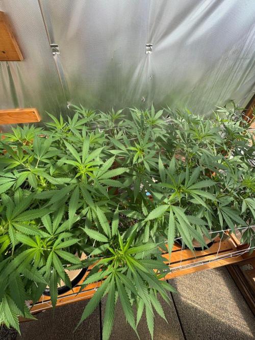 Blue Dynamite - Summer 2026. Week 17 - Blue Dynamite #2 - Day 119