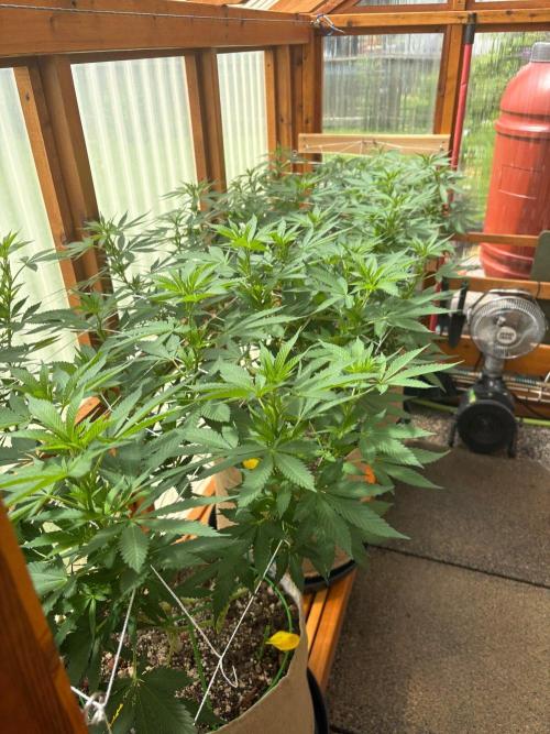 Purple Romulan - Summer 2026. Week 17 - Greenhouse Front Bench - Day 114