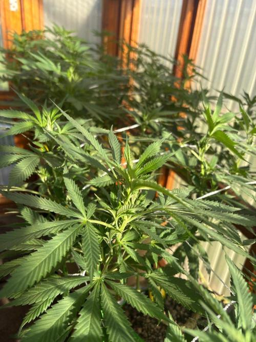 Purple Romulan - Summer 2026. Week 17 - Purple Romulan #2 - Day 114