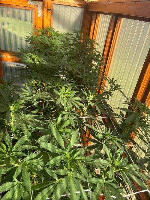 Purple Romulan - Summer 2026. Week 17 - Greenhouse Front Bench - Day 114